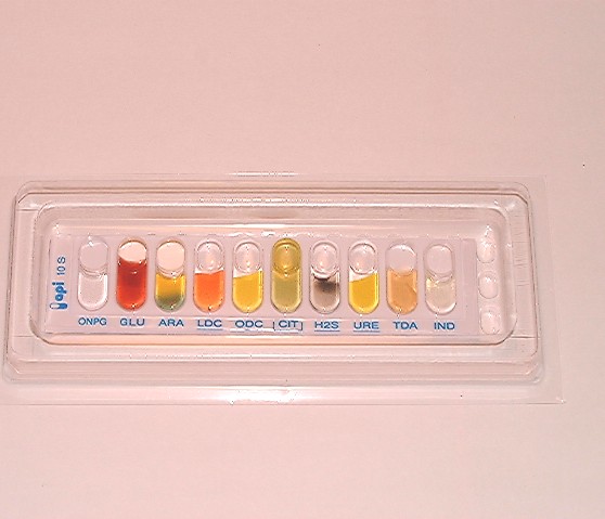 les entérobactéries