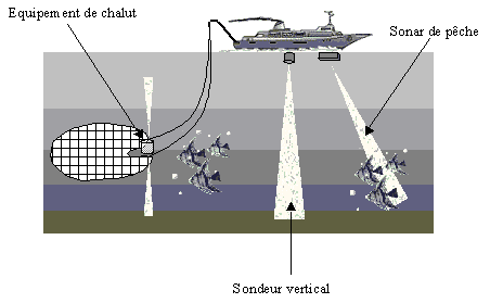 sonarpeche.gif (8565 octets)