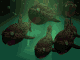 poisson4.gif (47456 octets)