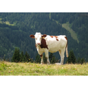 Montrer l'image vache  