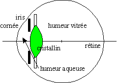 oeil